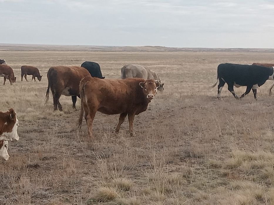 Ірі қаралар сатылады