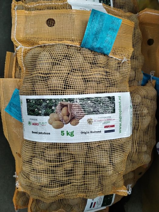 cartofi de sămânță certificati OLANDA