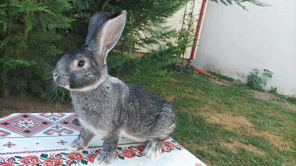 Masculi pui Chinchilla Mare
