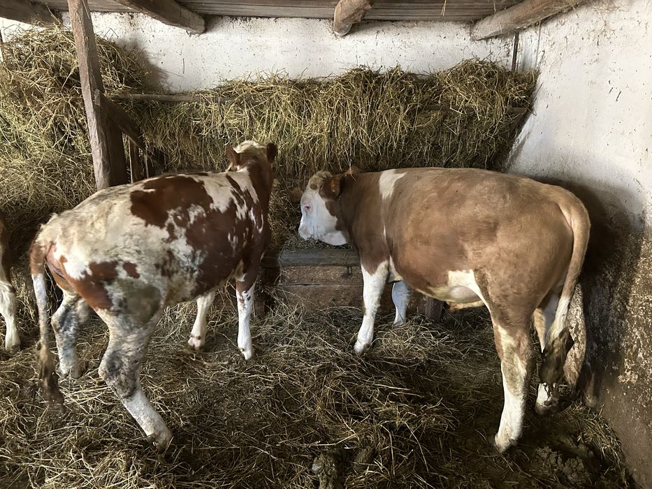 Vand un tauras si doua vitele