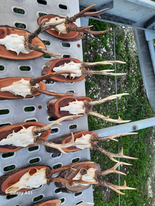 Еленски рога Трофей