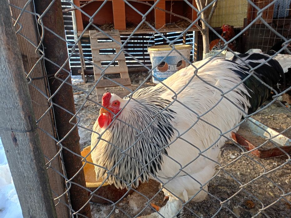 Brahma herminat deschis si B potirnichiu