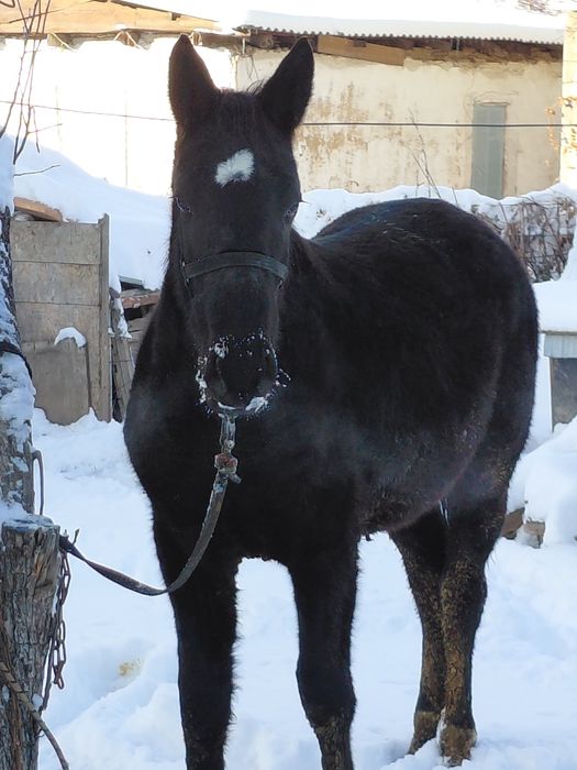 Кунан шыгар сатылады