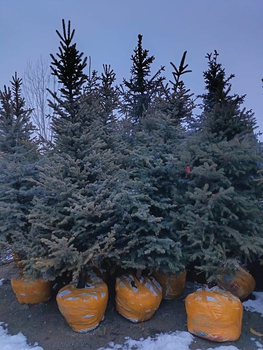 Голубой ель 3 метра