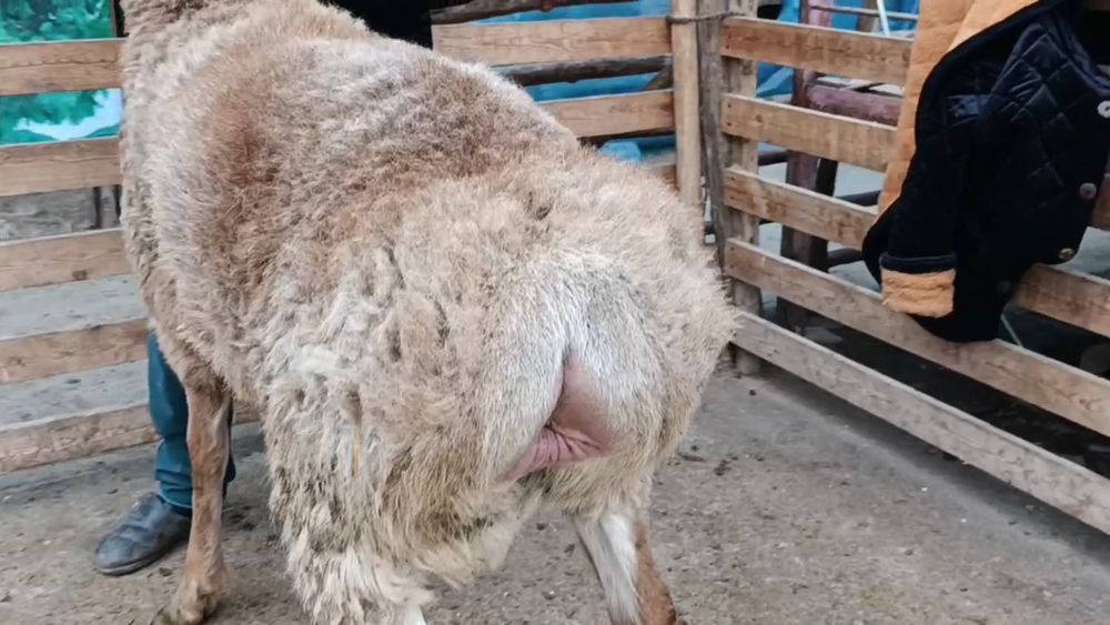 Кузи кочкор сотилади