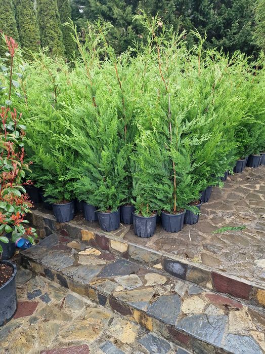 Cupressocyparis leilandy Calitate Extra