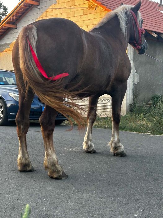 Vând sau schimb iapă