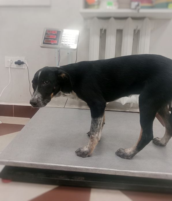 Собачки в поисках дома