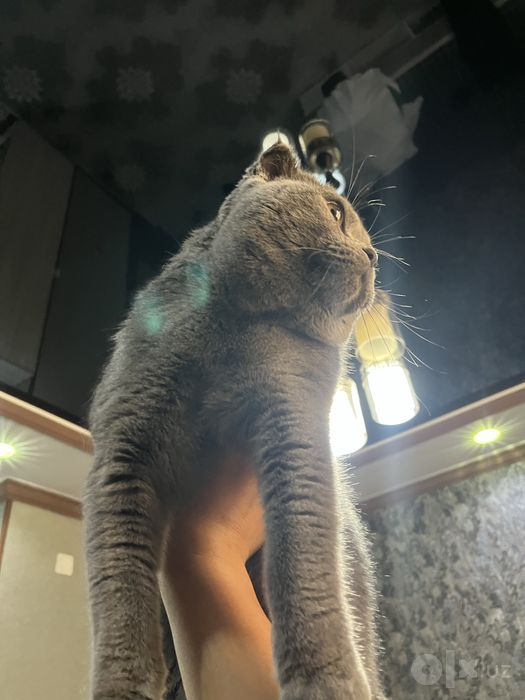 шотландская вислоухая кот (скоттиш-фолд)