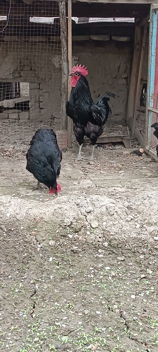 Qora dantelli paypoqdagi ehtirosli shahvoniy qoramagiz