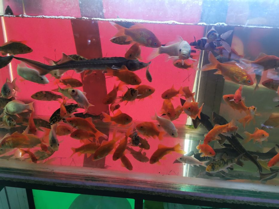 Shubunkin.          .