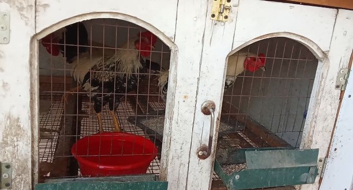 Хуроз, товук сотилади