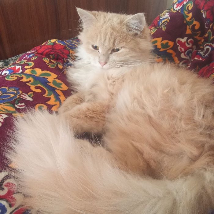 Mushuk turetiskiy angora hayotda rasmga qaranganda chiroyliroq pudra