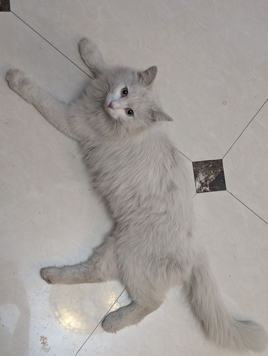Отдаем кота  в добрые руки