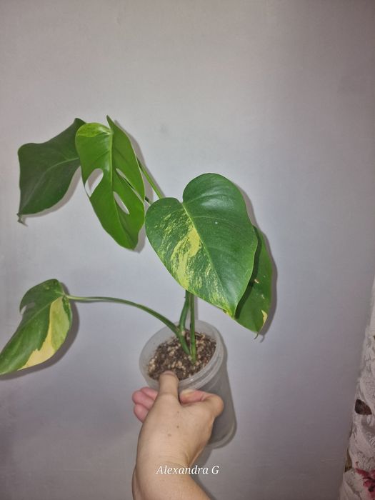 Монстера ауреа  г.Абай