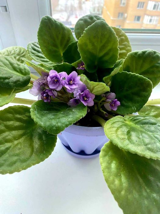 Продам комнатные цветы фиалки