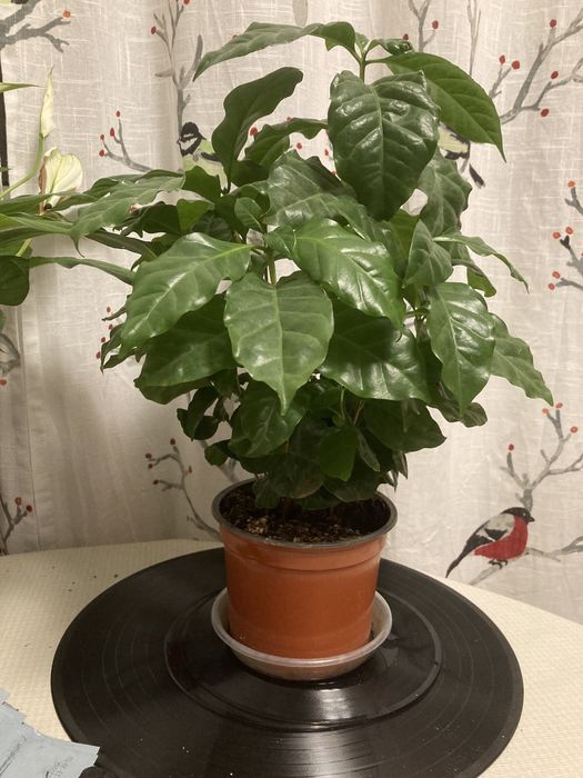 Arbore cafea . Planta cafea . Copac cafea. CAFEA