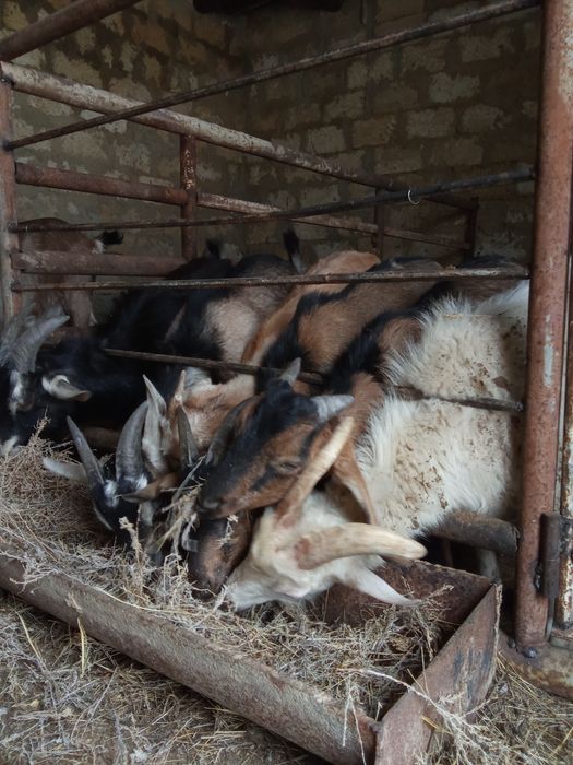 Альпи Нуби 6 ай текешіктер.