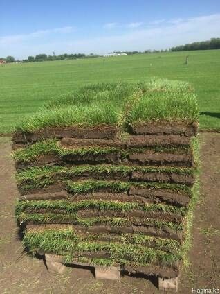 газон рулонный и семена