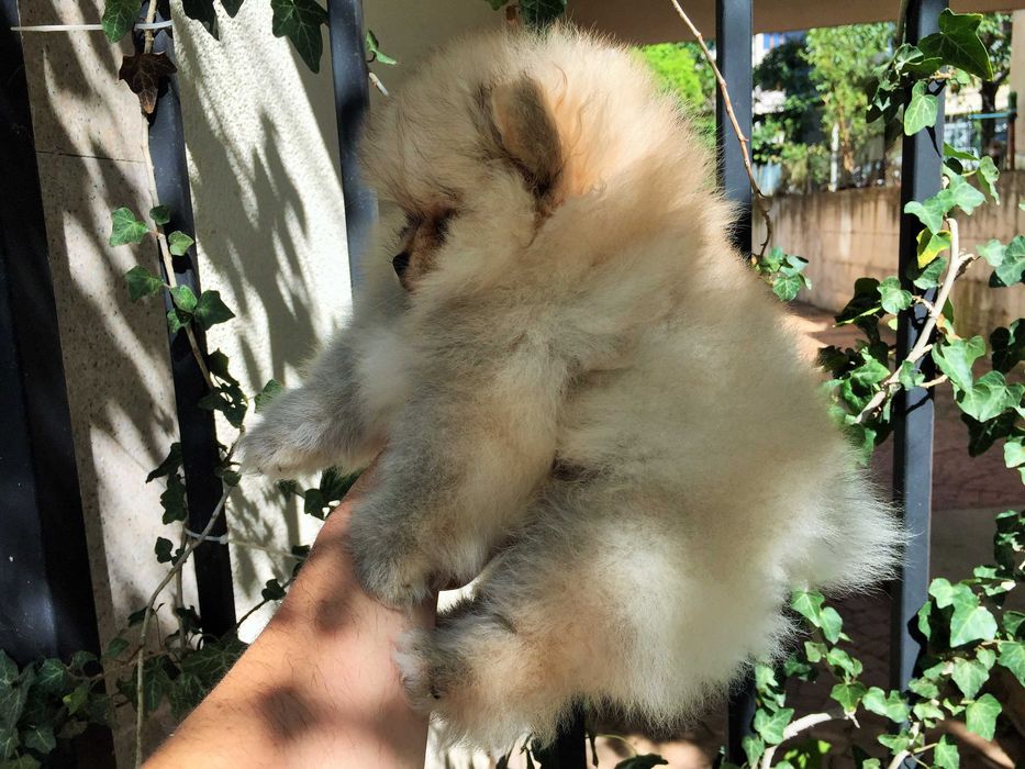 Померан мини Померанчета