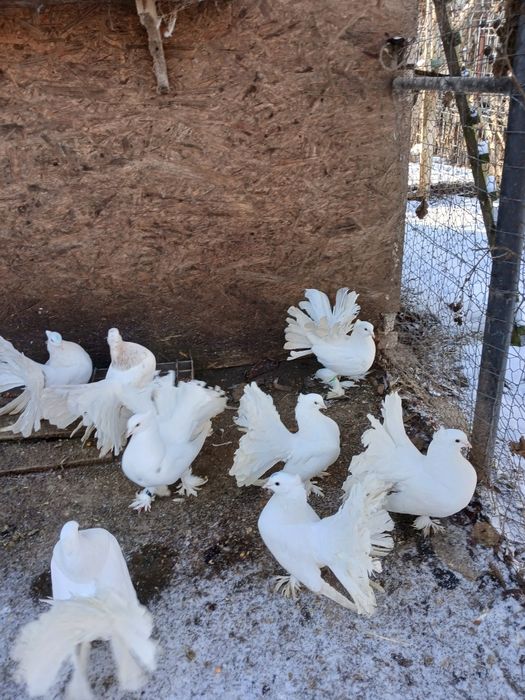 Vând Porumbei voltați indieni