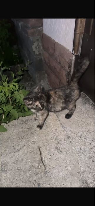 Мысыққа үй керек