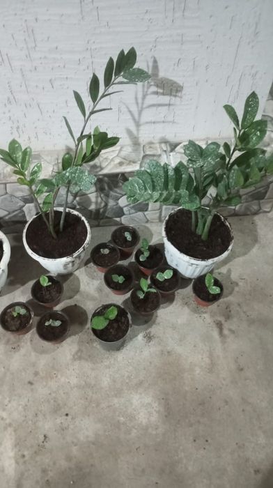 Долларовый цветок