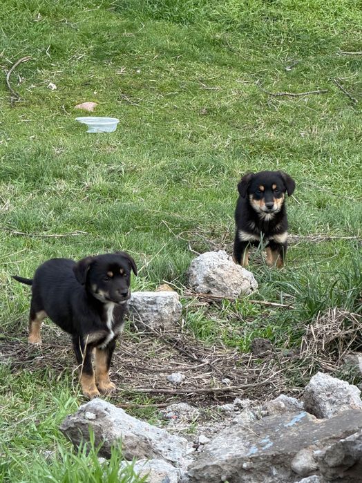 Щенки в добрые руки