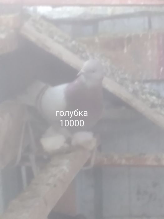 Село Шамалған голуби