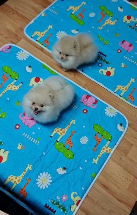 Померан мини baby face