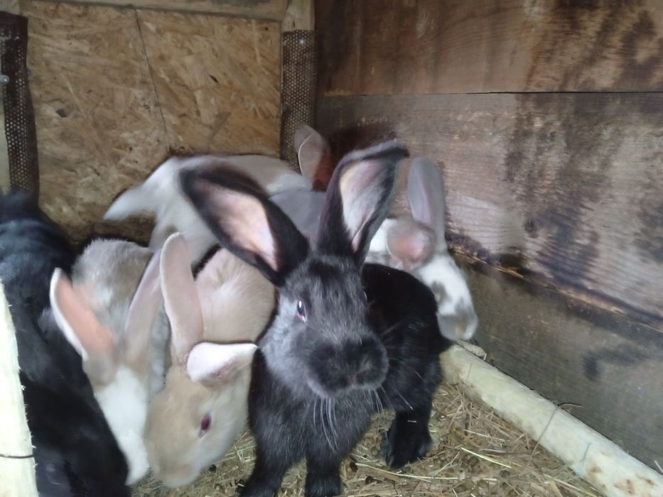 Продам. Кроликов
