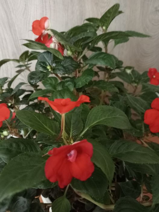 Продам бальзамин