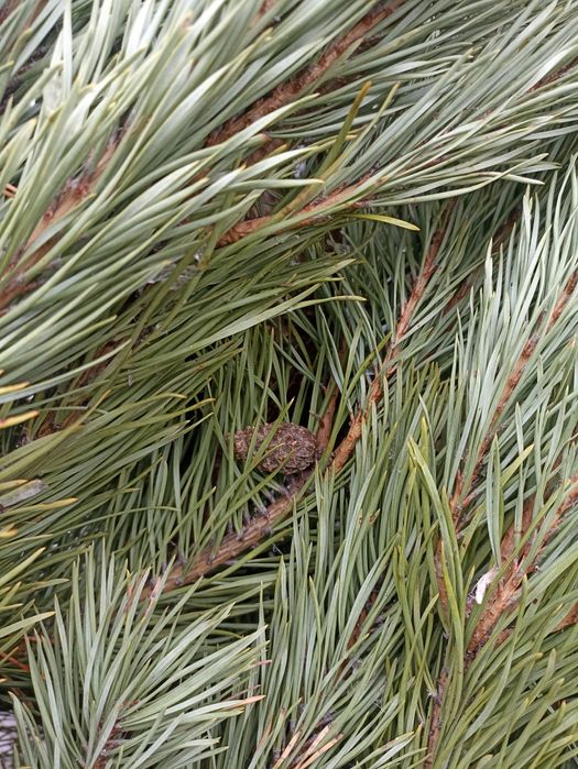 Новогодние ёлочки