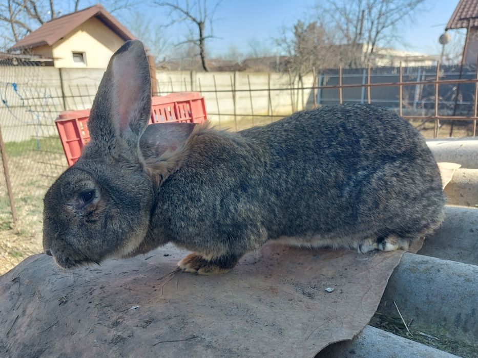 Iepuri rasa grea, femele mature