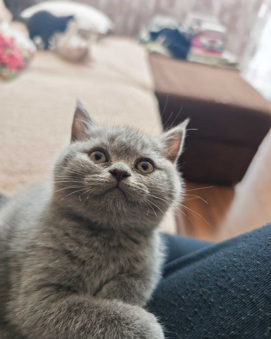 Прекрасни британчета