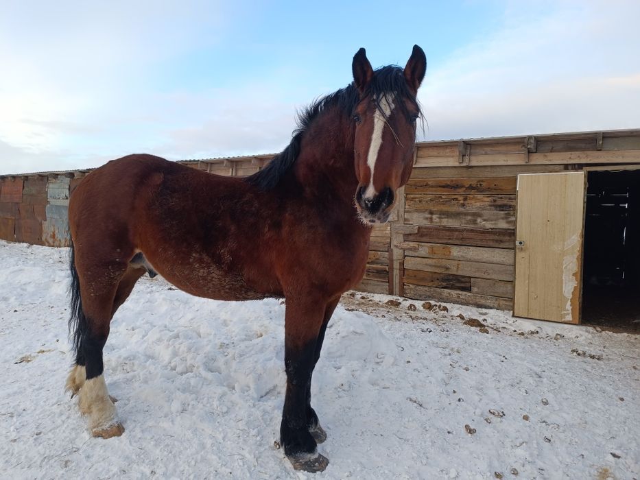 Продам Жеребец Владимирский тяжеловоз