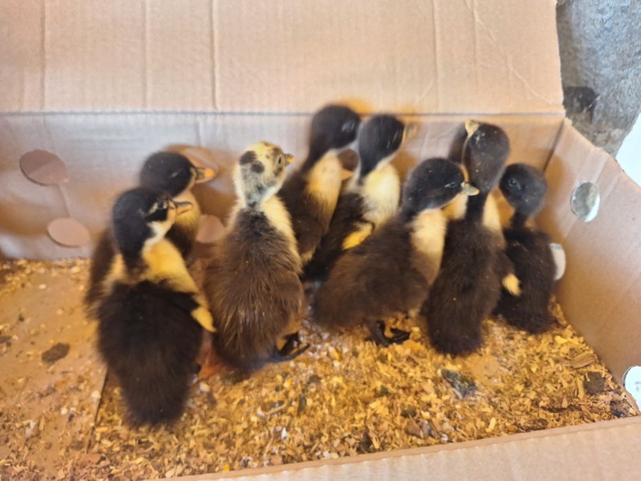 Vind pui de rata panorama de o zi