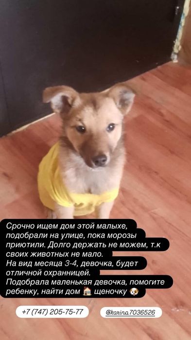 отдам щенка в добрые руки