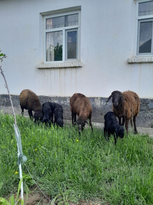 Қозылы қойлар 1бас жетім қозы