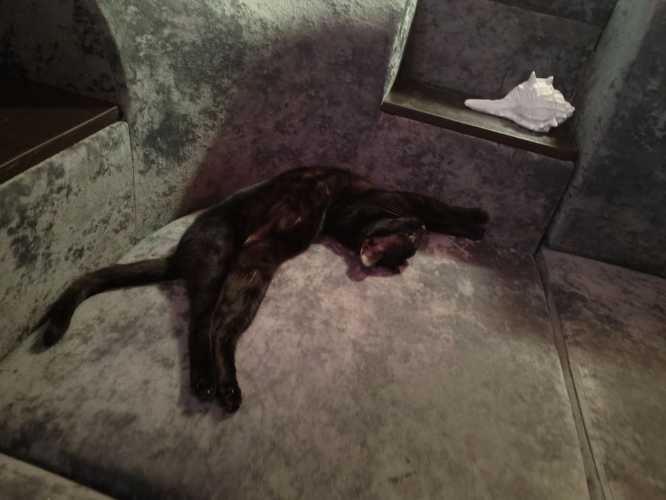 МаленькаяЧЕРНАЯ Пантера  -Бенгальская