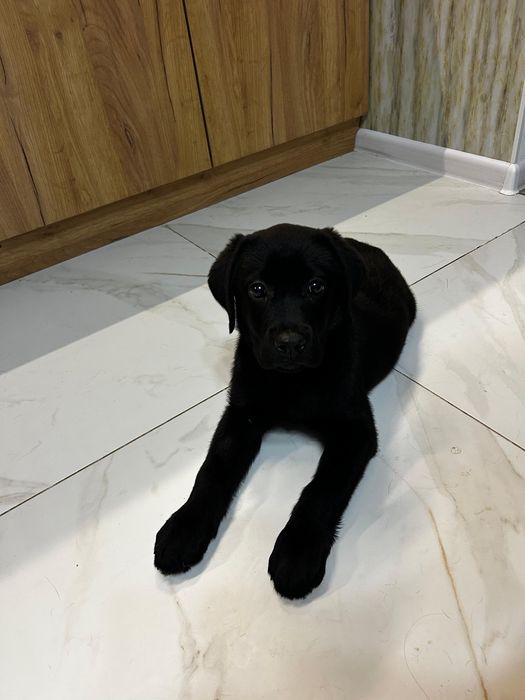 Щенок лабрадора девочка продажа