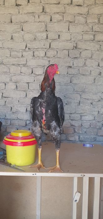 Чужа дакан хороз
