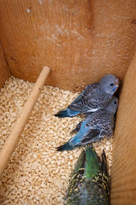 Вълнисти Папагали