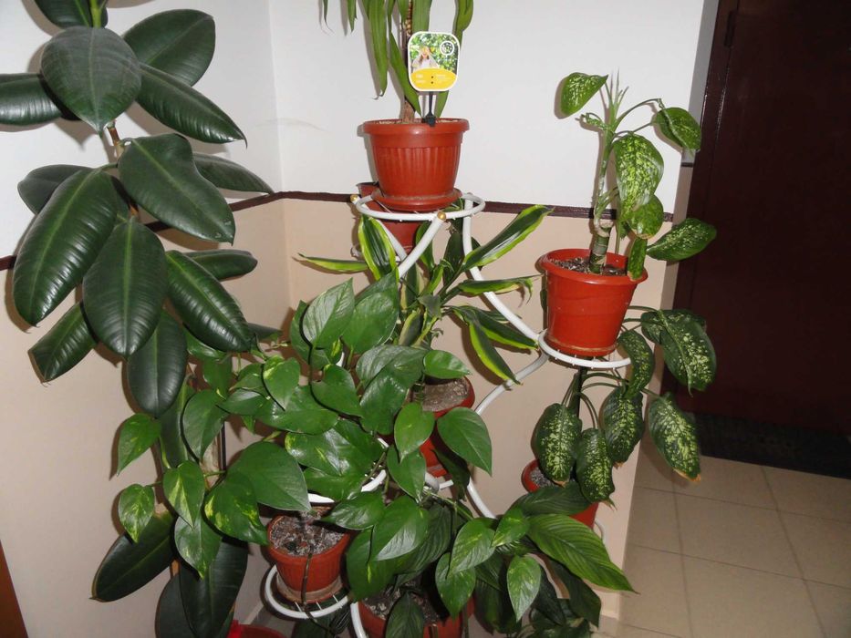 Sony Cyber-shot DSC-H55 - 14.1 MPx