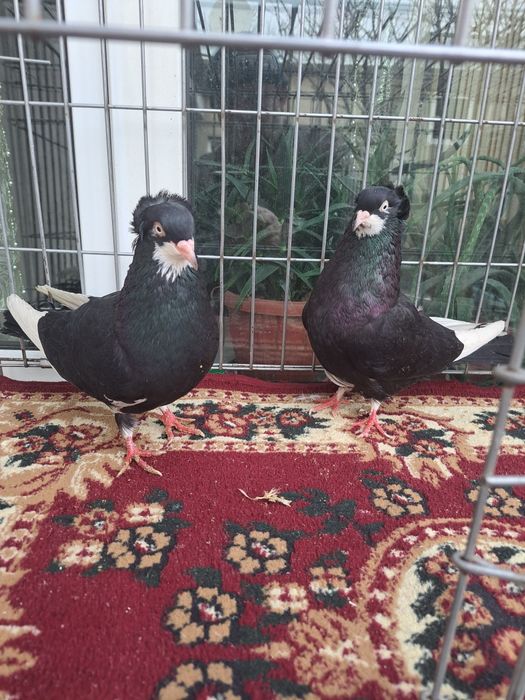 Голуби пара готовые Американцы