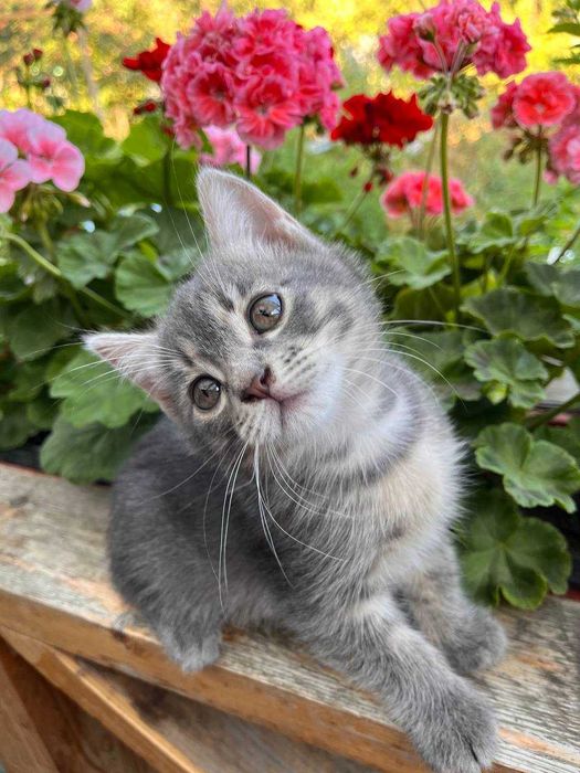 Отдам котенка в добрые руки