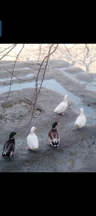 o'rdak sotiladi tuxum tug'adi 8 ta bor