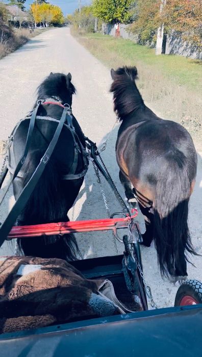 Ponei armăsar negru de  rasă