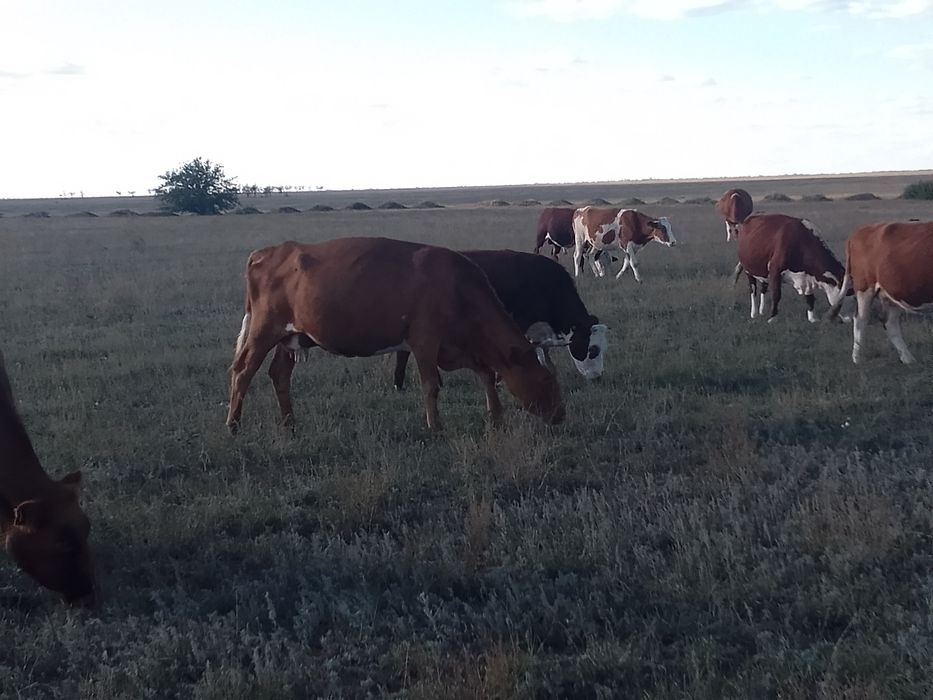 Продам корову. с Үміт апа