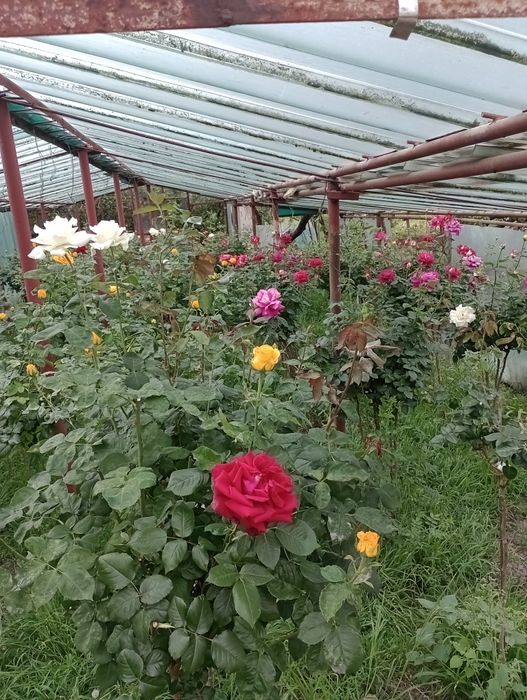 Trandafiri pomișori,17 culori,înălțimea 1.20-1.40m.